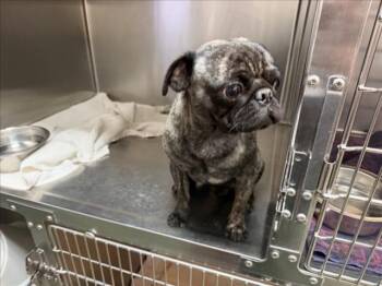 FRANCIS -  Pug Dog for Adoption in Santa Fe, New Mexico - FRANCIS | PetCurious