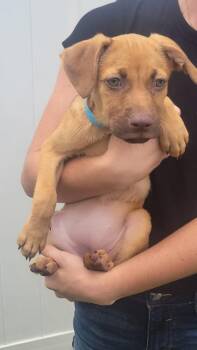 Isabella Pup - Lara -  Dachshund and Labrador Retriever Dog Available for Adoption in Pompano Beach, Florida - Isabella Pup - Lara | PetCurious