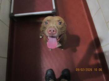 Vince(804) -  Pit Bull Terrier Dog for Adoption in Marietta, Georgia - Vince(804) | PetCurious