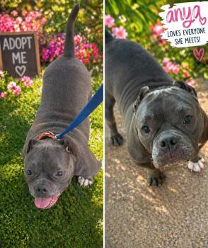 American Bulldog and American Staffordshire Terrier Dogs Available for Adoption in Middle Township, New Jersey - Anya | PetCurious