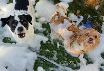 Snaggle -  Rat Terrier and Cattle Dog Dog for Adoption in Sedalia, Colorado - Snaggle | PetCurious