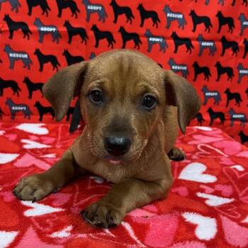 Canyon -  Dachshund and Chihuahua Dog for Adoption in Washburn, Missouri - Canyon | PetCurious