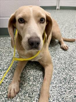 Rescue Beagle and Plott Hound Dogs for Adoption in Salisbury, North Carolina - GOLDIE | PetCurious