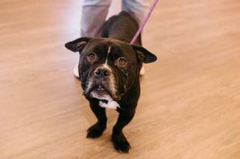 Sausage Casserole -  Mixed Breed Dog for Adoption in West Chester, Pennsylvania - Sausage Casserole | PetCurious