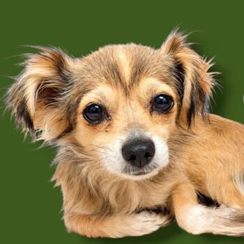 Olive -  Chihuahua Dog for Adoption in Scottsdale, Arizona - Olive | PetCurious