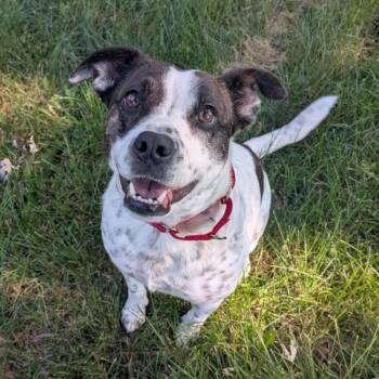 Rescue Australian Cattle Dog Blue Heeler and American Staffordshire Terrier Dogs for Adoption in Minneapolis, Minnesota - Minnie | PetCurious