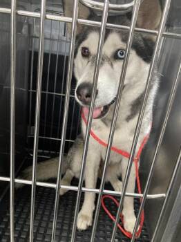 Mixed Breed Dogs Available for Adoption in Dallas, Texas - ROYAL | PetCurious