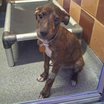 AK1049 Lucky -  Mixed Breed Dog for Adoption in Port Washington, New York - AK1049 Lucky | PetCurious