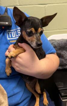 Bridget -  Chihuahua Dog for Adoption in Mukwonago, Wisconsin - Bridget | PetCurious