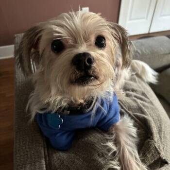 Ozzy -  Maltese and Mixed Breed Dog for Adoption in Broken Arrow, Oklahoma - Ozzy | PetCurious