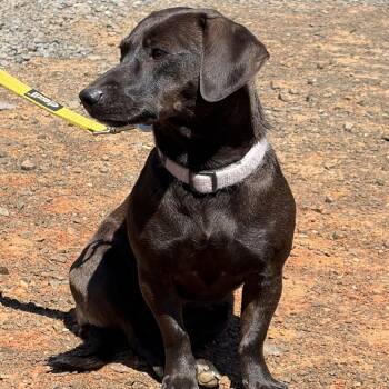 Dachshund Dogs Available for Adoption - Paisley  | PetCurious