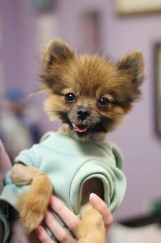 Roy in NH. Come Meet our Adoptable Dogs Wednesday-Saturday. More -  Pomeranian Dog for Adoption in Manchester, New Hampshire - Roy In NH. Come Meet Our Adoptable Dogs Wednesday-Saturday. More | PetCurious