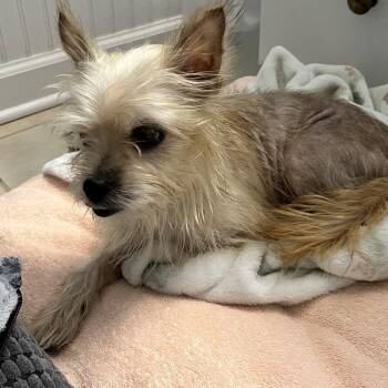 Jackie O -  Yorkshire Terrier Dog for Adoption in Austell, Georgia - Jackie O | PetCurious