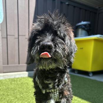 Poodle Dogs Available for Adoption in Mt. Juliet, Tennessee - Dodge | PetCurious