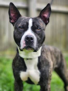 Rescue American Staffordshire Terrier Dogs for Adoption in Auburn, Georgia - Kovu | PetCurious