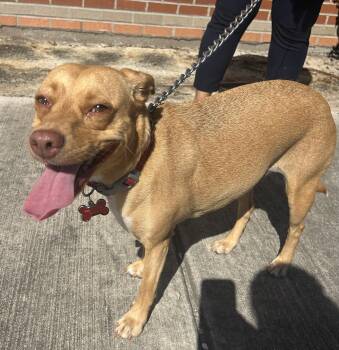 Rescue Labrador Retriever Dogs for Adoption in Harlingen, Texas - Merry | PetCurious