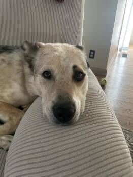 Bingo -  Cattle Dog Dog for Adoption - Bingo | PetCurious