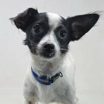 FOSTER NEEDED - Buck -  Chihuahua and Yorkshire Terrier Dog for Adoption - FOSTER NEEDED - Buck | PetCurious