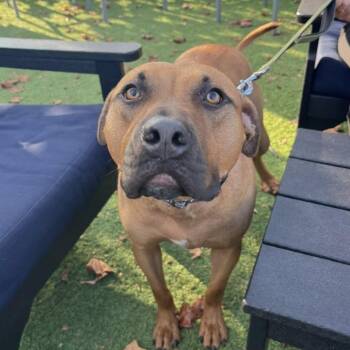 Pharaoh -  Mixed Breed Dog for Adoption in Savannah, Georgia - Pharaoh | PetCurious
