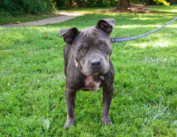 Rescue Mixed Breed Dogs for Adoption in West Chester, Pennsylvania - Debra | PetCurious