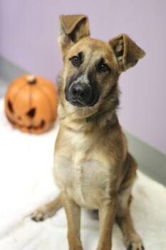 Cheesesteak in NH. Come Meet our Adoptable Dogs Wednesday-Saturd -  Shepherd Dog for Adoption in Manchester, New Hampshire - Cheesesteak In NH. Come Meet Our Adoptable Dogs Wednesday-Saturd | PetCurious