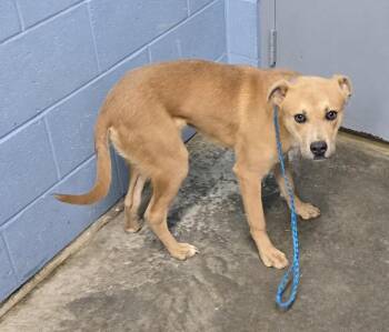 Pit Bull Terrier and Labrador Retriever Dogs Available for Adoption in Evansville, Indiana - Titan | PetCurious