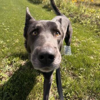 Koda -  Mixed Breed Dog for Adoption in Dekalb, Illinois - Koda | PetCurious