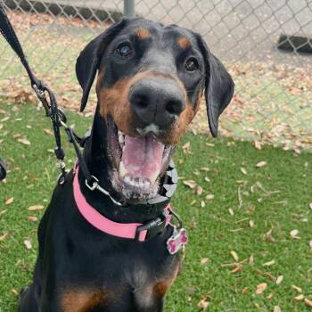 Brownie 3638 -  Doberman Pinscher Dog for Adoption in Oakland Park, Florida - Brownie 3638 | PetCurious