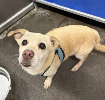 Buster -  Chihuahua Dog for Adoption in Cary, North Carolina - Buster | PetCurious