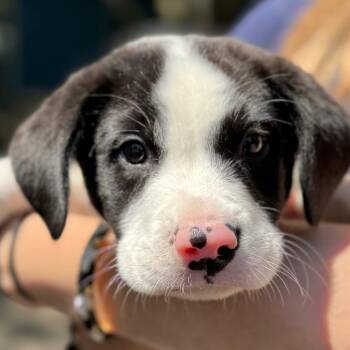 Trussel -  Mixed Breed Dog for Adoption in Decatur, Georgia - Trussel | PetCurious