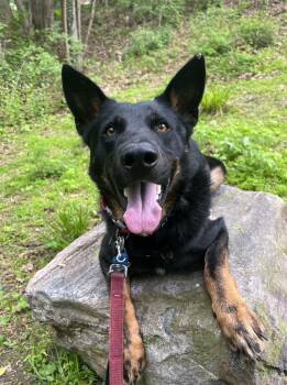 Rescue Shepherd Dogs for Adoption in Elmsford, New York - Luther | PetCurious
