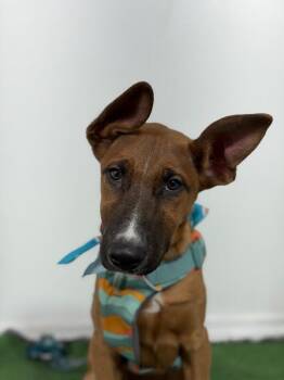 Belgian Shepherd Malinois and German Pinscher Dogs Available for Adoption in Carlsbad, California - Billy Boy | PetCurious