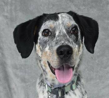 Wiley -  Australian Cattle Dog Blue Heeler and Bluetick Coonhound Dog for Adoption in Newport, Tennessee - Wiley | PetCurious