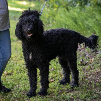Standard Poodle Dogs Available for Adoption in Memphis, Tennessee - SNOOPY-28973 | PetCurious