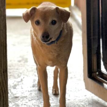 Mango Tango -  Mixed Breed Dog for Adoption in Redwood Valley, California - Mango Tango | PetCurious
