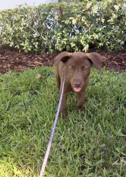 Miley -  Chocolate Labrador Retriever Dog for Adoption in Palm Springs, Florida - Miley | PetCurious