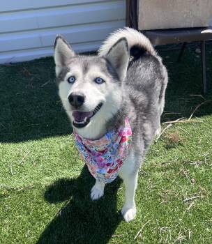 Rescue Siberian Husky Dogs for Adoption in Lubbock, Texas - Bluey | PetCurious