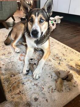 BLU -  Alaskan Malamute Dog for Adoption in San Antonio, Texas - BLU | PetCurious