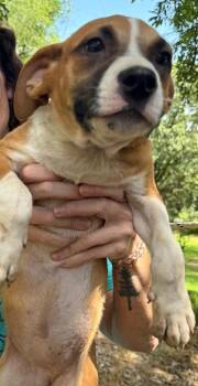 Doodle -  Pit Bull Terrier and Mixed Breed Dog for Adoption in Little Rock, Arkansas - Doodle | PetCurious