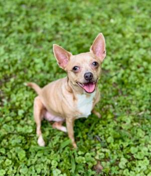 Lady Bug -  Chihuahua Dog for Adoption in Princeton, Massachusetts - Lady Bug | PetCurious