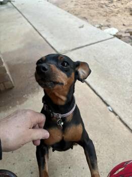 Rescue Miniature Pinscher Dogs for Adoption in Sunset Valley, Texas - Pepper | PetCurious