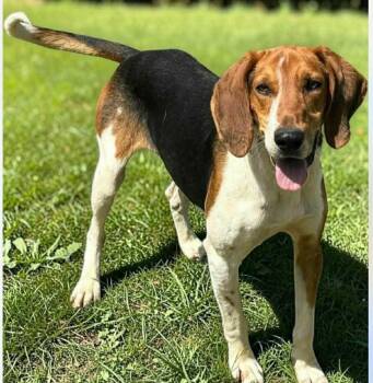 Canterbury -  Treeing Walker Coonhound Dog for Adoption in Brewster, New York - Canterbury | PetCurious