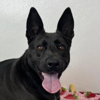 Rescue Mixed Breed Dogs for Adoption in Auburn, Nebraska - Laney | PetCurious