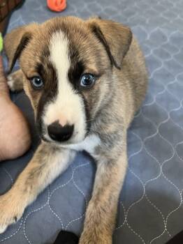 Ivy -  Aussiedoodle and Bernese Mountain Dog Dog for Adoption - Ivy | PetCurious