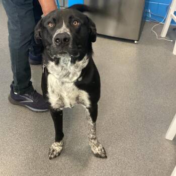 Cattle Dog and Mixed Breed Dogs Available for Adoption in Montgomery, Alabama - Pete | PetCurious