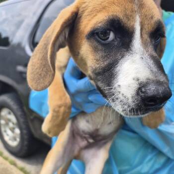 CookieDough -  Mixed Breed Dog for Adoption in Corinth, Mississippi - CookieDough | PetCurious