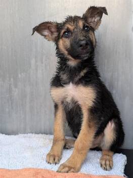 German Shepherd Dog Dogs Available for Adoption in San Antonio, Texas - TENNESSEE | PetCurious