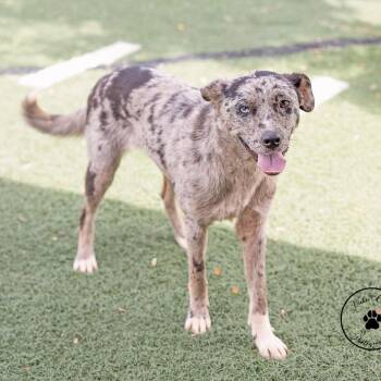 Scout -  Catahoula Leopard Dog and Mixed Breed Dog for Adoption in Portland, Oregon - Scout | PetCurious