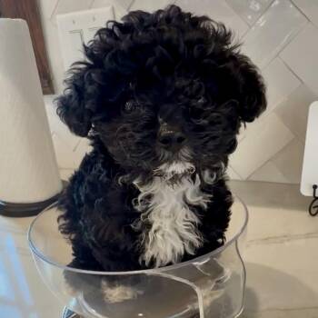 Poodle Dogs Available for Adoption in Tyrone, Georgia - Cali 03-1223 | PetCurious