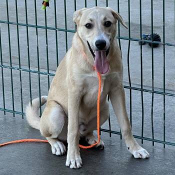 Yellow Labrador Retriever Dogs Available for Adoption in Incline Village, Nevada - Rosco | PetCurious